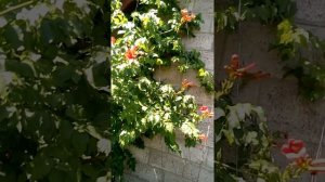 Кампсис,Текома уход, содержание