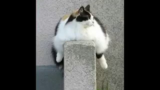 Мой милый толстый котик!#ржака