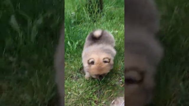 Мальчик Оранж шпиц смотреть онлайн