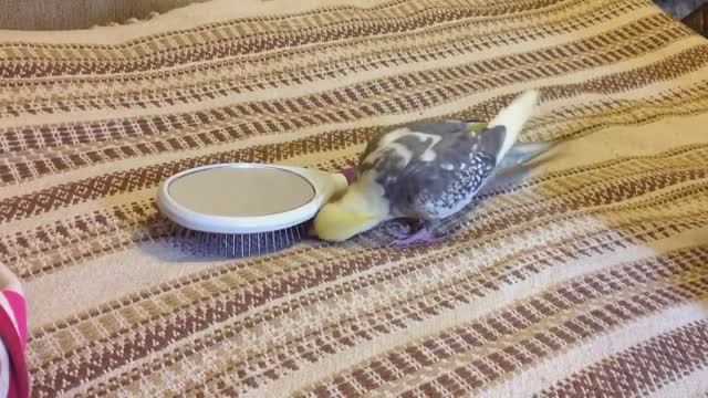 Корелла переворачивает зеркало. Попугаи кореллы грызут провода. Повторное использование корма