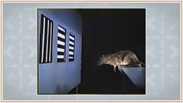 Зачем нужны занятия для развития памяти человека. смотреть онлайн