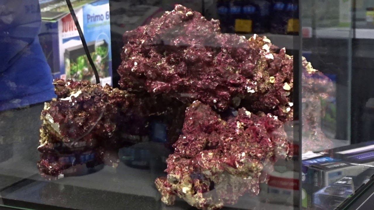 Живые камни смотреть онлайн