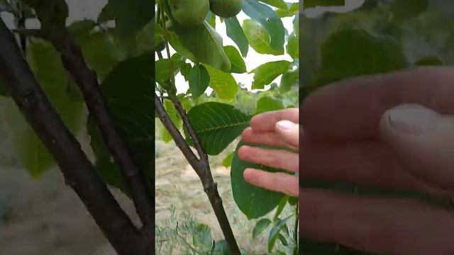 карликовый орех с крупными плодами смотреть онлайн