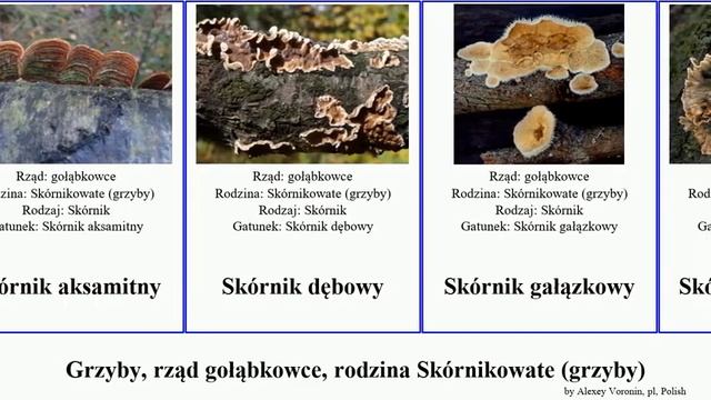 Grzyby, rząd gołąbkowce, rodzina Skórnikowate (grzyby) fungus North Migration Russulales gałązkowy смотреть онлайн