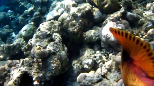 Спинорог - trigger fish. смотреть онлайн