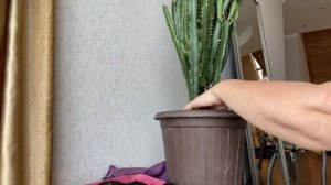 Молочай Трехгранный. Весенняя обрезка и пересадка взрослого молочая.