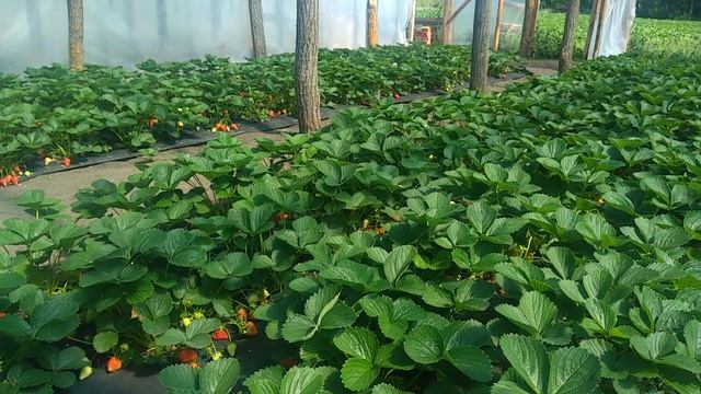 Полив клубники,нормы,периодичность. смотреть онлайн