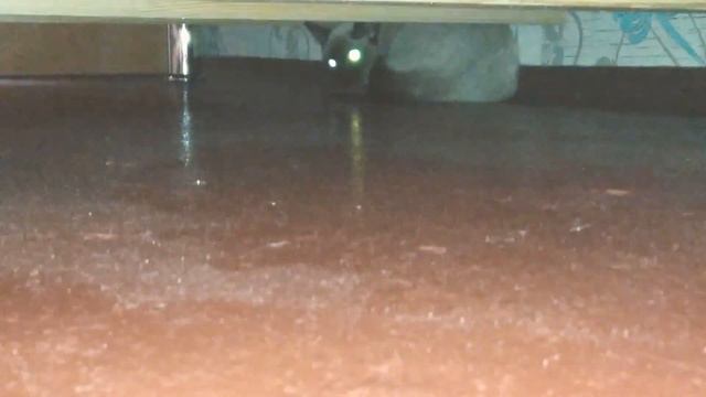 Котя-Соня боится пылесоса! 🙀🙀🙀 смотреть онлайн