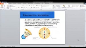 ЕГЭ по биологии 11 класс  Занятие 59 Клеточный цикл.