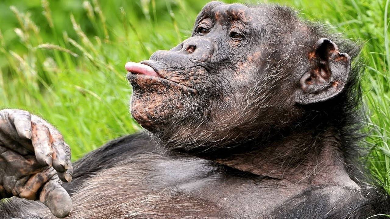 Попробуй не засмеяться! Самые СМЕШНЫЕ видео 2024 года! Угарные видео 1 смотреть онлайн