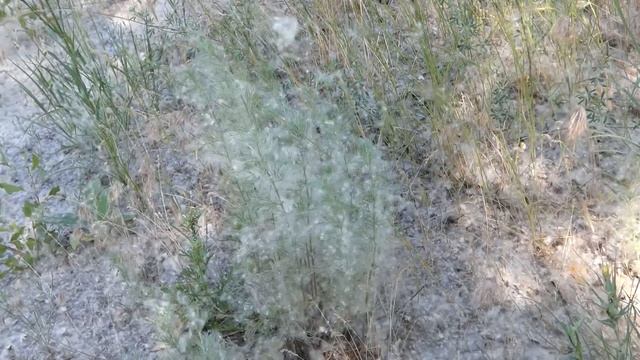 Тополиный пух.Жара.Июнь. смотреть онлайн