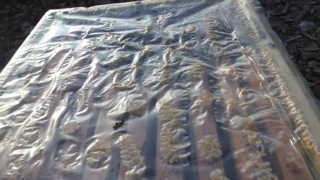 Замена пленки на кормушку и морозы успокоили пчел. смотреть онлайн