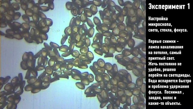 Споры грибов под микроскопом. Часть 1. смотреть онлайн