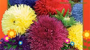 Астра китайская Гала. Краткий обзор, описание характеристик callistephus chinensis