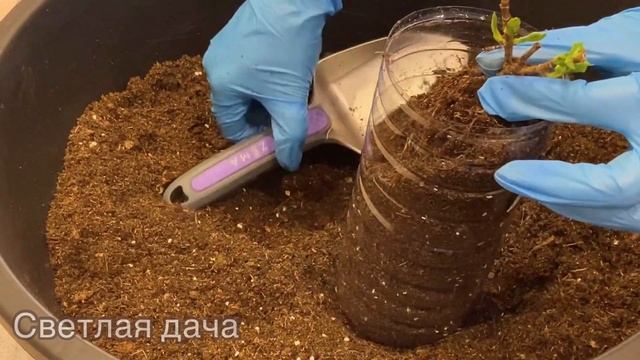 Посадка гортензии Сильвер Доллар. Как сохранить растение смотреть онлайн