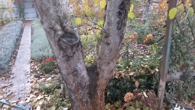 Обработка сада осенью. смотреть онлайн