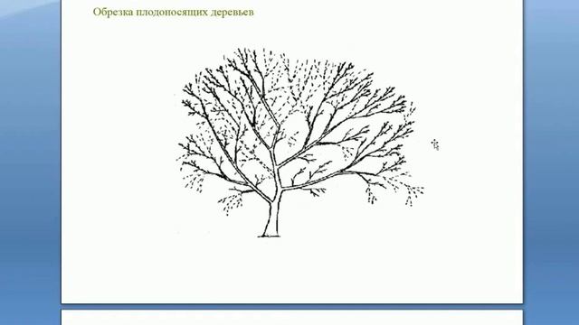 Обрезка плодоносящих и старых деревьев. Вебинар Николая Рабушко: Обрезка деревьев от А до Я. © смотреть онлайн