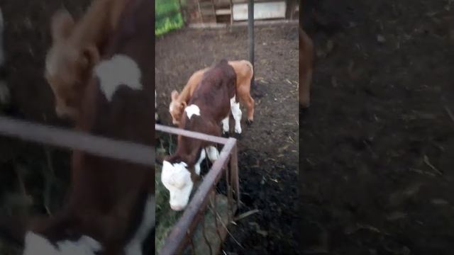 Купил бычка смотреть онлайн