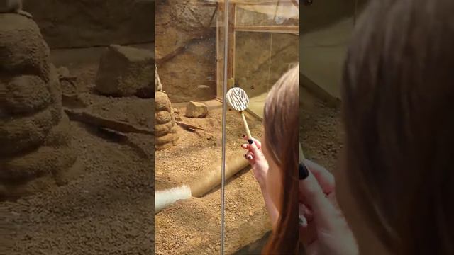 Meerkats ❤️ Monkey Drums!! смотреть онлайн