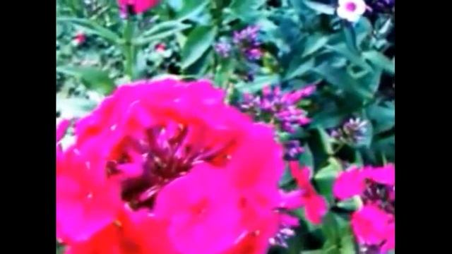 Разновидности флокса (Phlox) Синюховые смотреть онлайн