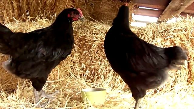 Огромные куры Джерсийский гигант. Размер на разных этапах. смотреть онлайн