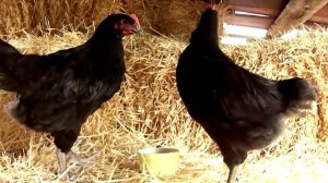 Огромные куры Джерсийский гигант. Размер на разных этапах.