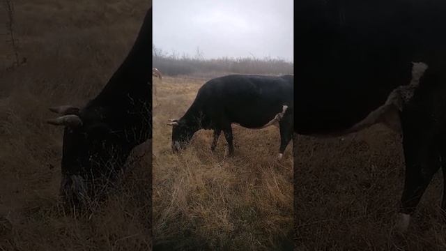 Существует два типа КРС с горбом и без горба #shorts смотреть онлайн