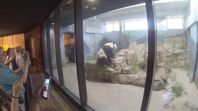 Панда в зоопарке Вашингтона. Часть 2. 8.03.2016 смотреть онлайн