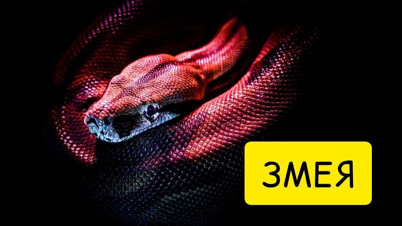 К чему снятся ЗМЕИ. Видеть ВО СНЕ змею. Толкование сна. смотреть онлайн