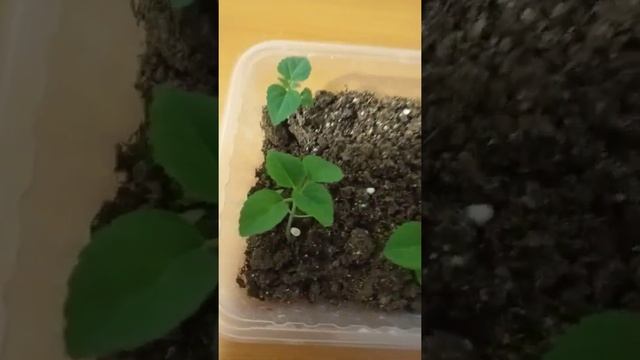 Сальвия феникс сверкающая смотреть онлайн