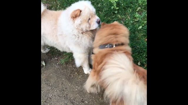 Чау Чау по имени Тао! Встреча с невестой! смотреть онлайн