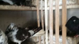 Николаевские голуби Донбасса в Белгороде (В гостях у Вячеслава Николаевича)