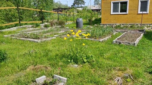 июньское цветение. медоносы для пчел. смотреть онлайн