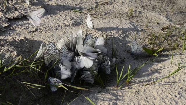 Бабочки. Слёт белой стаи в Поветлужье смотреть онлайн