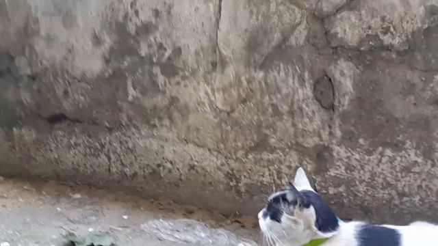 Грустный голубь 2 - Гуля и Котя смотреть онлайн