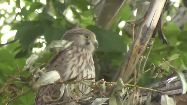 Копчики, о бульдозере и скреплении с пасынком. 10. 07. 2017 смотреть онлайн