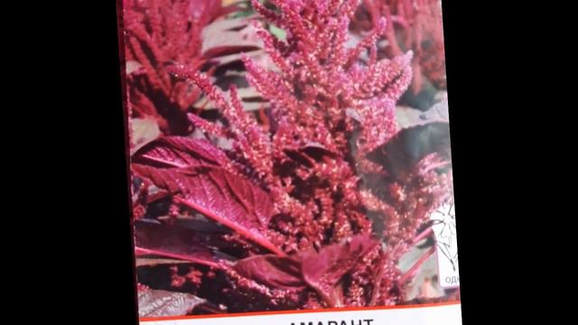 Новости о моей рассаде! Какие НОВИНКИ из цветов у меня появились? смотреть онлайн