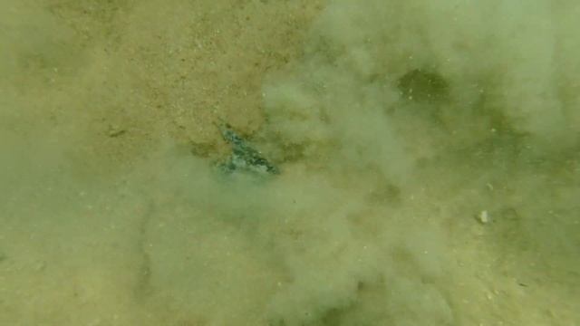 DIVING and METAL DETECTING in the Lake - The NOKTA MAKRO PulseDive Found a Mexican Coin - BLU3 NEMO смотреть онлайн