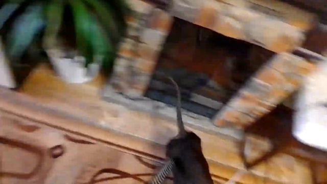 Такса Масик убегает от пылесоса смотреть онлайн