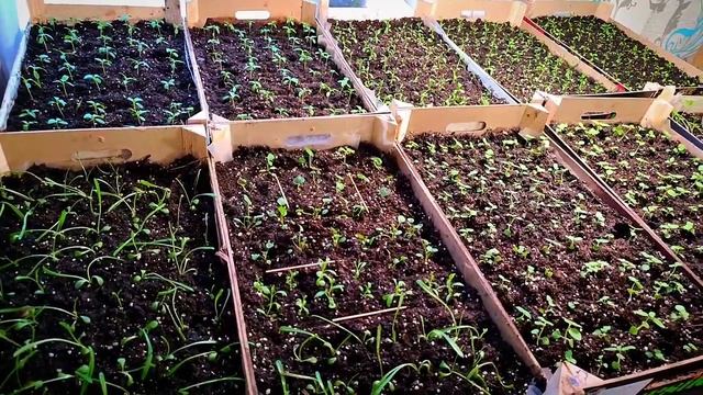 Первая пикировка цветочной рассады. Бегония. Катарантус. Гацания. Гвоздика. Гипоэстес. смотреть онлайн