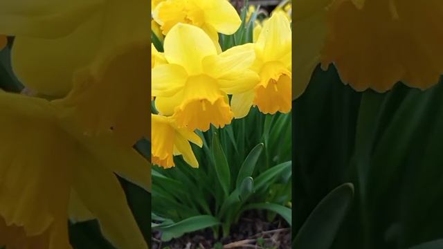 Нарциссы. Цветы солнца в моём саду.#shorts #садовыерастения #садовыецветы смотреть онлайн