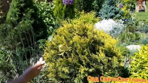 Туя западная  Санкист (Sunkist).Красивые хвойные.Хвойные в дизайне сада.Красивые хвойные композиции