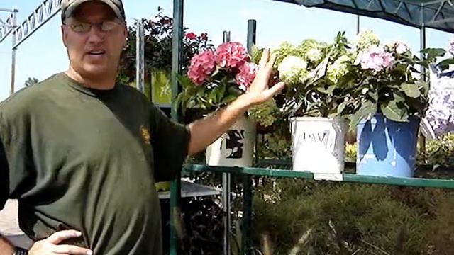 Fresh Arrivals - Hydrangeas смотреть онлайн