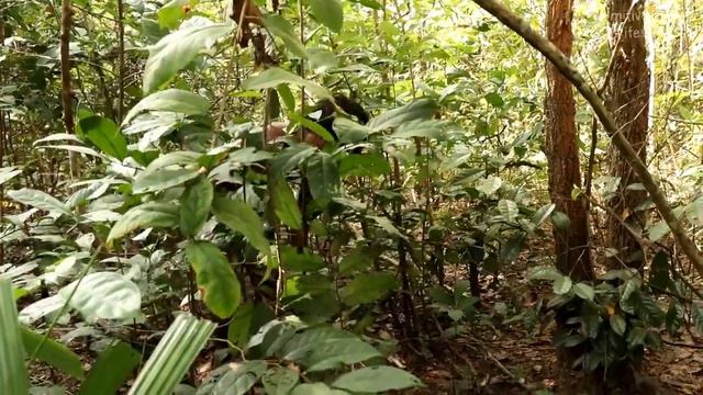 Умный бушмен, строящий особняк короля современной архитектуры из грязи и соломы, травы смотреть онлайн