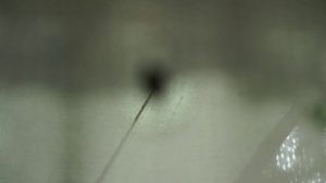 Жук зелёный блестящий большой жук залетел на терраску!