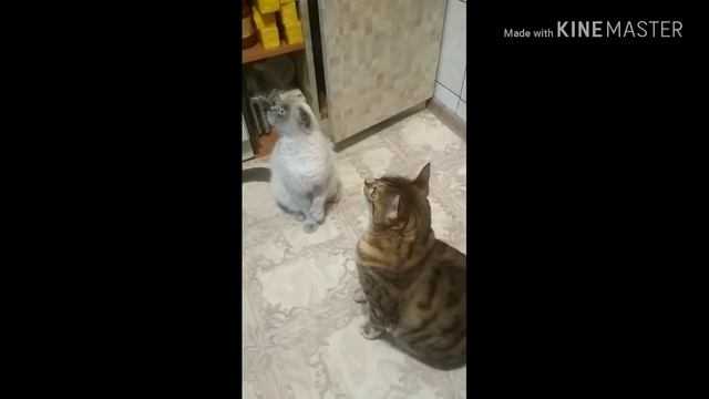 Нарцисс и Бетти. Малыши. смотреть онлайн