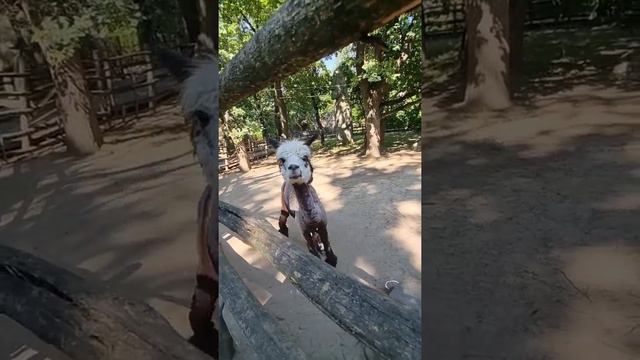 Отдых в Краснодаре! смотреть онлайн