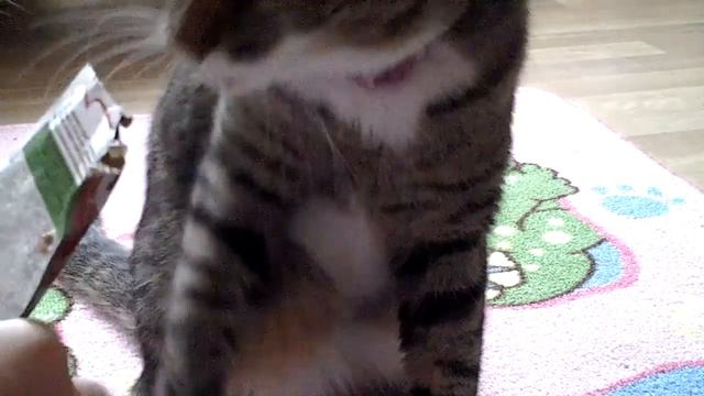 Шок,Кот даёт лапу!!!!!!😨😨😨😨😨😨😨😨😨 смотреть онлайн