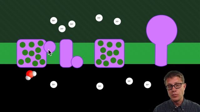 The Chloroplast смотреть онлайн
