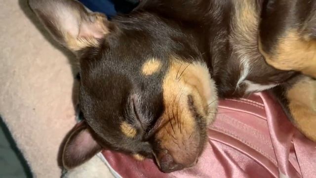 Всем спокойной ночи и самых добрых снов. смотреть онлайн